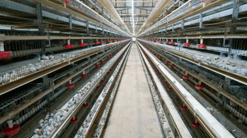 退伍不褪色 老兵攜老兵共譜致富經(jīng)——賓川縣退伍軍人創(chuàng)辦合作社助農(nóng)增收紀(jì)實(shí)